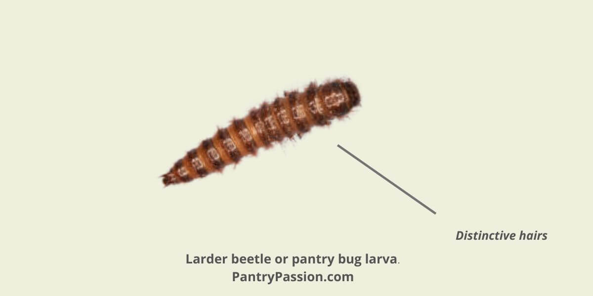 I Discovered How to Get Rid of Larder Beetles Pantry Passion