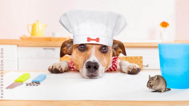 dog with a chef hat on up on counter in kitchen