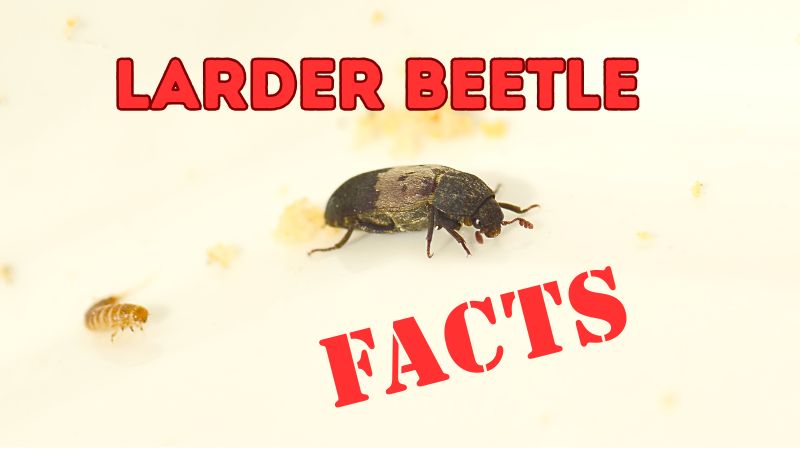 Larder Beetles in the Spotlight: Facts That’ll Surprise You
