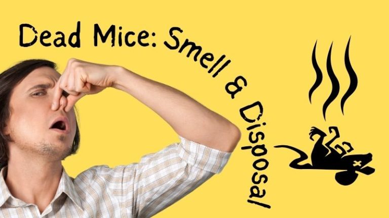 Man pinching nose to avoid the smell of a dead mouse.