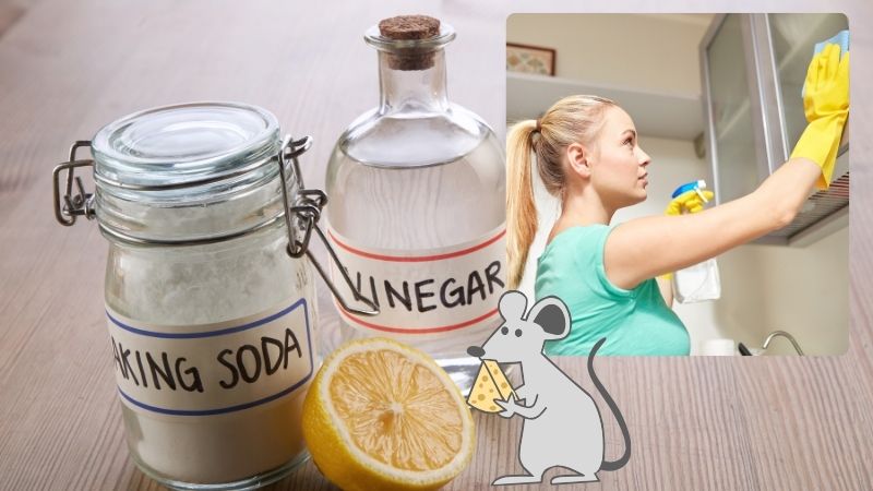 Woman using baking soda and vinegar to get rid of dead mice smell.