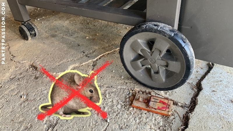 A grill owner being proactive by placing mouse traps around base and wheels of grill.