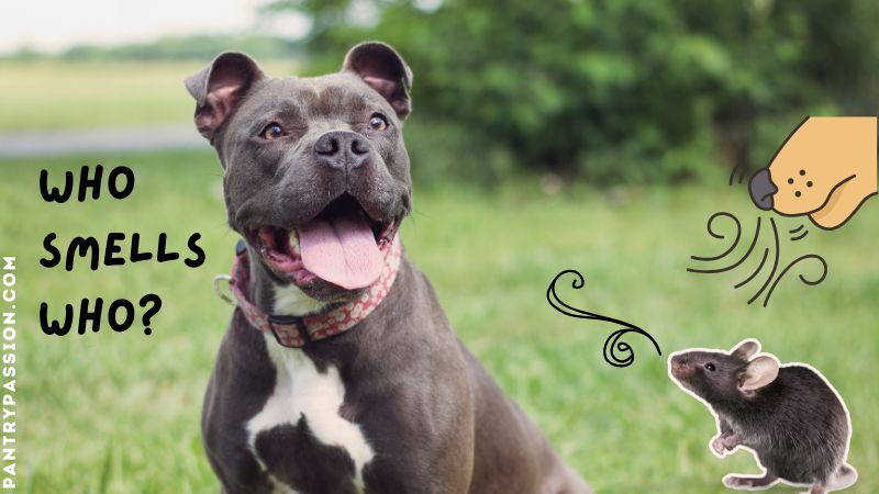 Boxer dog; mouse in picture is smelling the dog, but cartoon dog's nose is trying to sniff the mouse.