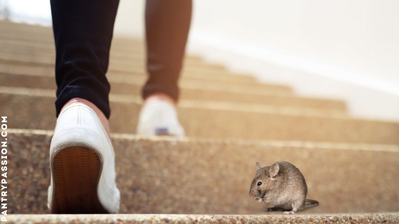 Closeup of person's feet with athletic shoes climbing stairs; mouse in forefront.