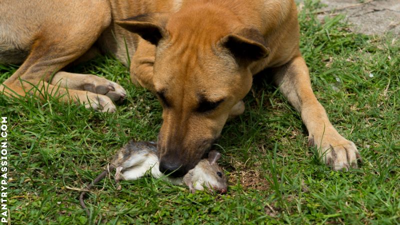 Dog with dead rat.