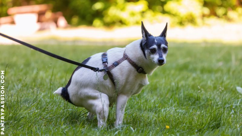 Dog pooping on leash on grass.
