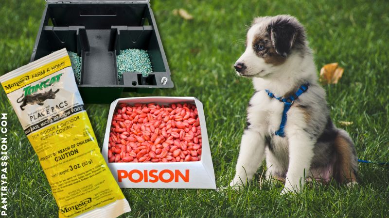 Puppy pictured with rat poison rat bait and poison packets.