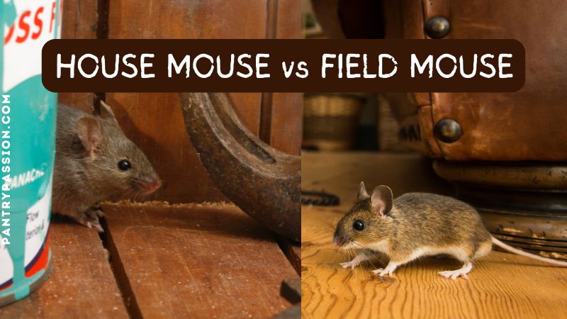 Pantry to Pasture: House Mouse vs Field Mouse