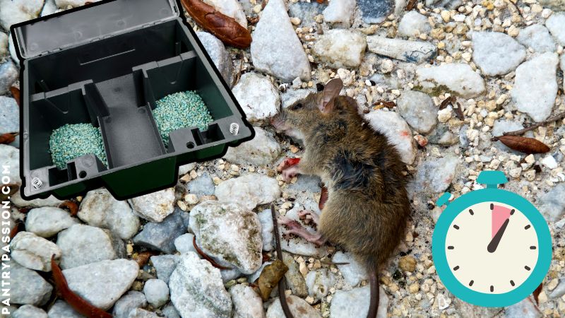 Center: dead rat. Background, rat poison bait station and timer.