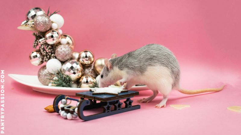Neophobic rat sniffing a decoration.