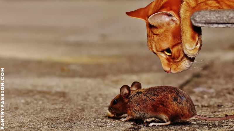 Cat observing a mouse.