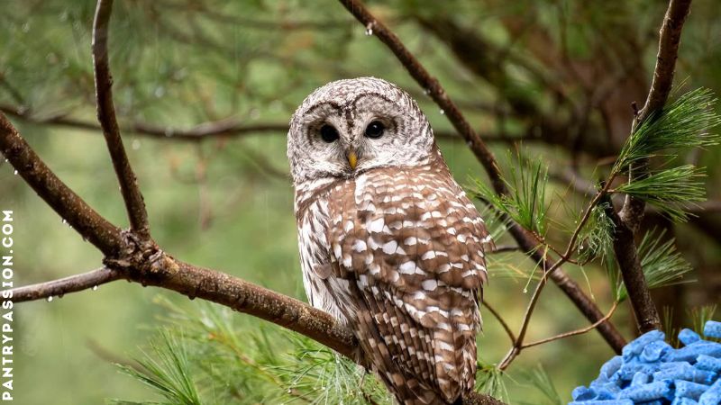 Owl in tree, closeup of mouse poison in corner.