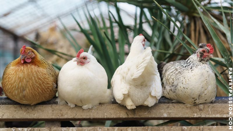 Four chickens perched on a fence post.